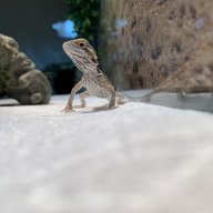Kai The Dragon