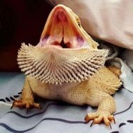 Bearded Dragon Addicts