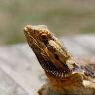 BeardedDragonDude