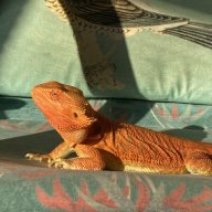 lionthebeardeddragon