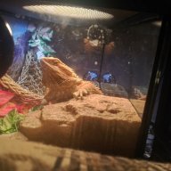 EddieTheBeardie