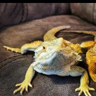 ElliotTheDragon