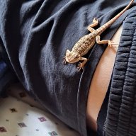 Cream beareded dragon
