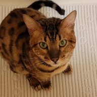 BengalGirl