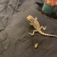 Cuddlesismybeardie
