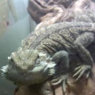 Bearded dragon tamer