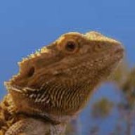 pogopogona