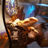 Drogon's dad