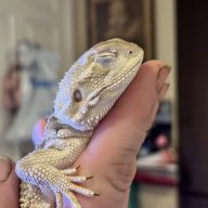 Heavenlyreptiles