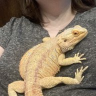 rexaroo