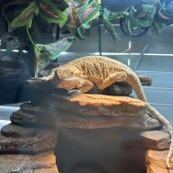 Kagamiismybeardie