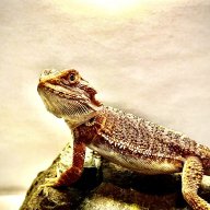Lenny_The_Bearded_Dragon