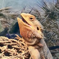 Gma_of_1_dragon