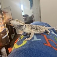 Demhammys