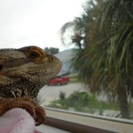 ErikaHeartsBeardies