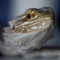 caredragon