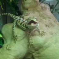 vrausse
