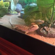 Emdragon98
