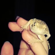 cricket05