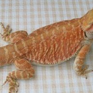 BeardedDragonLover123