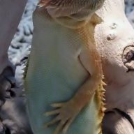 HICOLOREDBEARDIES