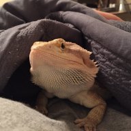 haysebecca