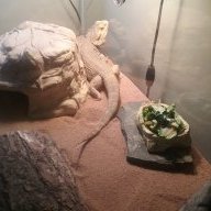 GunnerTheBeardie