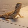 Old guy new Dragon