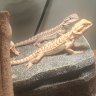 Dragonjenn76