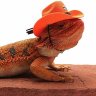 ZeusMyLittleBeardie
