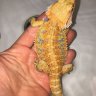 Frank the German Giant