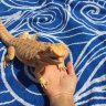 Beardie Lover