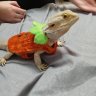 DragonMama84