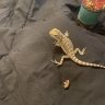 Cuddlesismybeardie