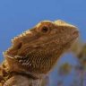 pogopogona