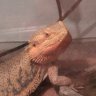 ReptileBabe