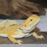 prymal reptiles