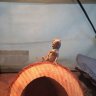 Pipthedragon