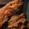 Derlizardmahn
