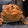 JaggedDragonEyes
