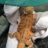 charliebeardies