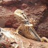 SnADragons