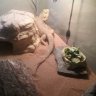 GunnerTheBeardie