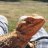 Squid_beardeddragon