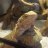 Herp_Haven