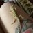 beardie.bb