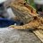 Norbert_the_beardie_5