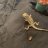 Cuddlesismybeardie