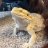 Dinothelizard