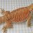 BeardedDragonLover123
